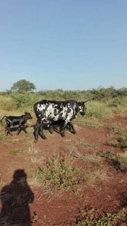 Gado bovino a venda Maputo - imagem 1