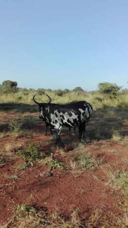 Gado bovino a venda Maputo - imagem 2