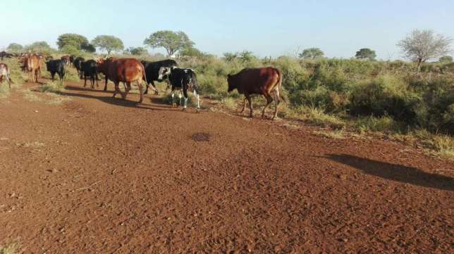 Gado bovino a venda Maputo - imagem 3