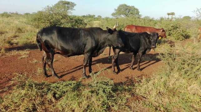 Gado bovino a venda Maputo - imagem 4