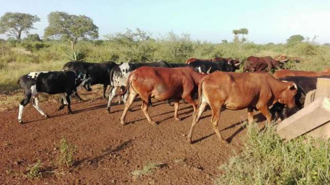 Gado bovino a venda Maputo - imagem 5