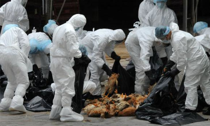 Surto de gripe aviária leva ao abate de 91 mil aves no Japão