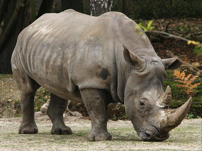 Malawi: Militares britânicos iniciam operação contra caça furtiva de rinocerontes